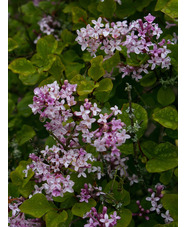 Syringa meyeri 'Palibin'