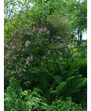 Syringa meyeri 'Palibin'