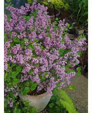 Syringa meyeri 'Palibin'