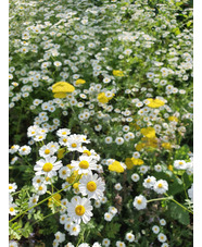 Tanacetum niveum