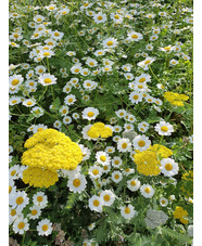 Tanacetum niveum