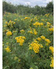 Tanacetum vulgare