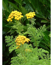 Tanacetum vulgare