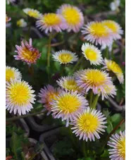 Taraxacum pseudoroseum