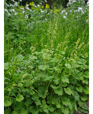 Tellima grandiflora Odorata Group