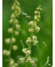 Tellima grandiflora Odorata Group