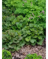 Tellima grandiflora Rubra Group