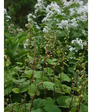 Tellima grandiflora Rubra Group
