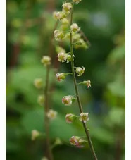 Tellima grandiflora Rubra Group