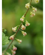 Tellima grandiflora Rubra Group