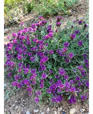 Teucrium ackermannii