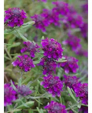 Teucrium ackermannii