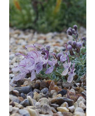 Teucrium aroanium