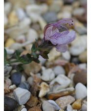 Teucrium aroanium