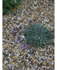 Teucrium aroanium