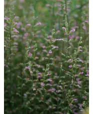 Teucrium asiaticum