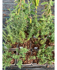 Teucrium brevifolium
