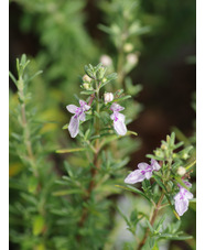 Teucrium brevifolium