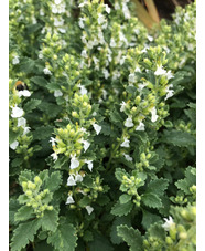 Teucrium chamaedrys f. albiflora