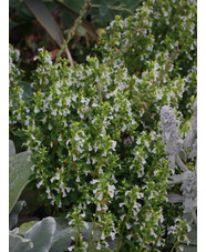 Teucrium chamaedrys f. albiflora