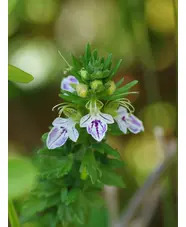 Teucrium chamaedrys