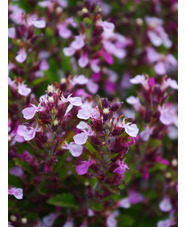 Teucrium chamaedrys