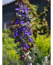 Teucrium fruticans 'Azureum'