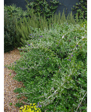 Teucrium fruticans 'Azureum'