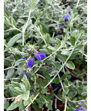 Teucrium fruticans dark blue form