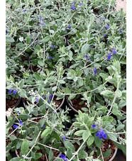 Teucrium fruticans dark blue form