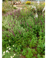 Teucrium hircanicum