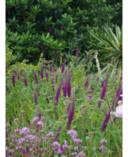 Teucrium hircanicum