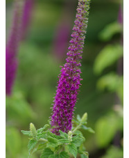 Teucrium hircanicum