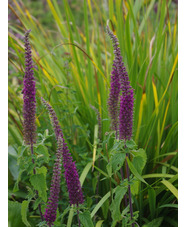 Teucrium hircanicum