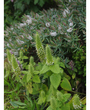 Teucrium lamiifolium