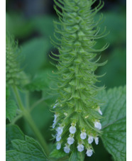 Teucrium lamiifolium