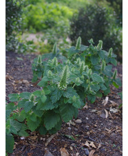 Teucrium lamiifolium