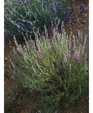 Teucrium marum ex Corsica