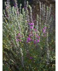 Teucrium marum ex Corsica