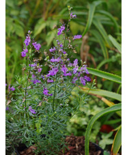 Teucrium orientale