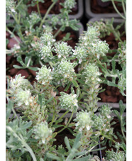 Teucrium polium