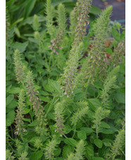 Teucrium sp. from North Macedonia