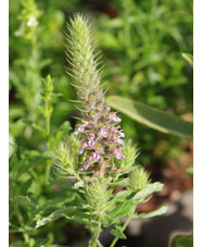Teucrium sp. from North Macedonia