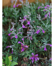 Teucrium subspinosum
