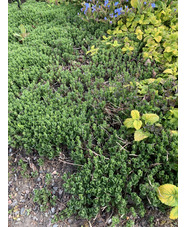 Teucrium x lucidrys Gravel Garden