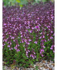 Teucrium x lucidrys