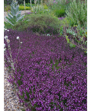 Teucrium x lucidrys Gravel Garden