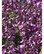 Teucrium x lucidrys Gravel Garden