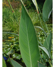 Thalia dealbata