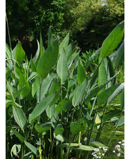 Thalia dealbata